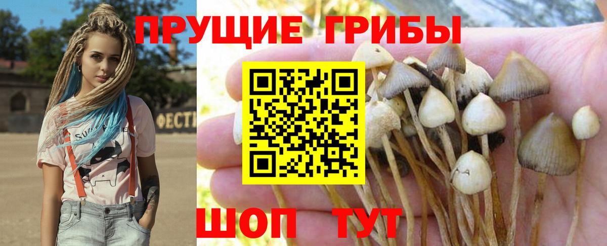 даркнет сайт  Галлюциногенные грибы Psilocybe  Верхняя Пышма  Вход с VPN  Галлюциногенные грибы GOLDEN TEACHER 